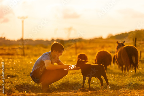 Beautiful blond child, boy,feeding baby lamb and baby goat in a beautiful field countryside on sunset, bottle feeding