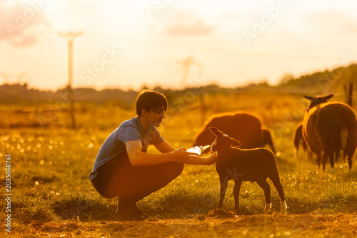 Beautiful blond child, boy,feeding baby lamb and baby goat in a beautiful field countryside on sunset, bottle feeding