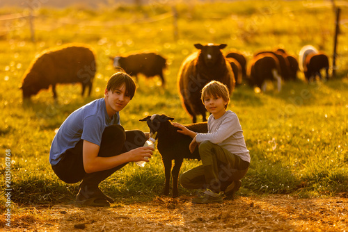 Beautiful blond child, boy,feeding baby lamb and baby goat in a beautiful field countryside on sunset, bottle feeding