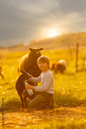 Beautiful blond child, boy,feeding baby lamb and baby goat in a beautiful field countryside on sunset, bottle feeding