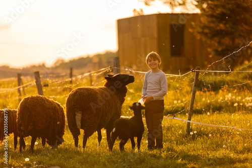 Beautiful blond child, boy,feeding baby lamb and baby goat in a beautiful field countryside on sunset, bottle feeding
