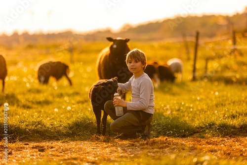 Beautiful blond child, boy,feeding baby lamb and baby goat in a beautiful field countryside on sunset, bottle feeding