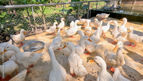Фотография Large Group of White Domestic Ducks in a Sunny Outdoor Farm Enclosure