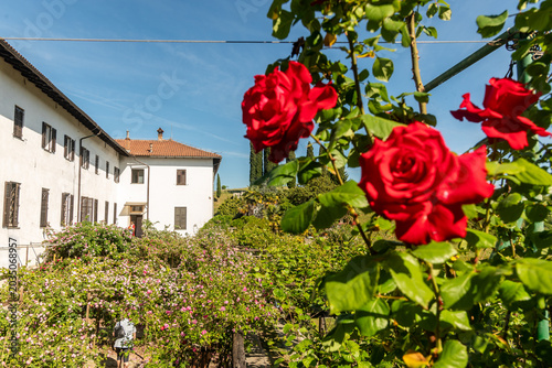 Il monastero sloveno francescano di Kostanjevica o Castagnevizza con in primo piano parte della sua collezione di rose Bourbon rosse,  in primavera 