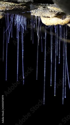 Vertical format macro footage of bioluminescent glowworm larvae and their glowing sticky silk threads in Waitomo Cave, New Zealand