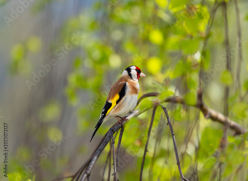 Portrait of a beautiful bright songbird, a goldfinch, sitting in a spring par...