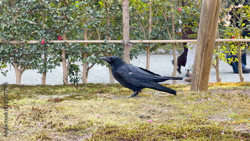 Photos Large-billed Crow Standing on Mossy Ground in Kenrokuen Garden Kanazawa