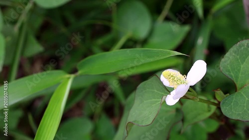 風に揺れるドクダミの白い花と緑の葉