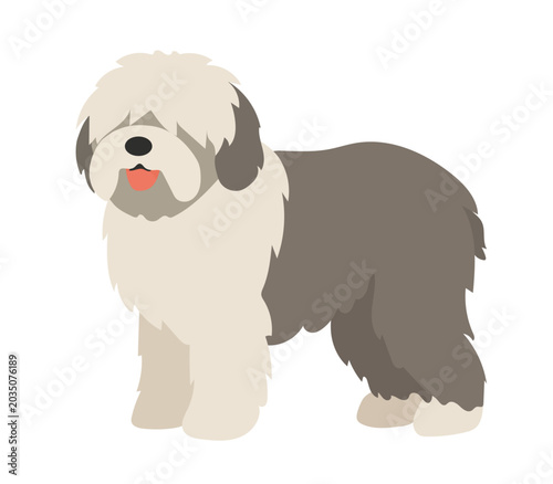 Foto Old english sheepdog isolated on white background