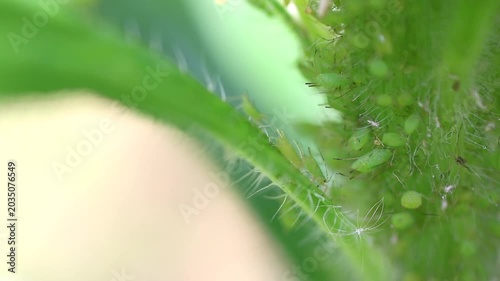 アブラムシが群生して蠢く様子
