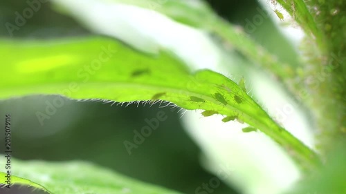 緑色の植物に密集するアブラムシ