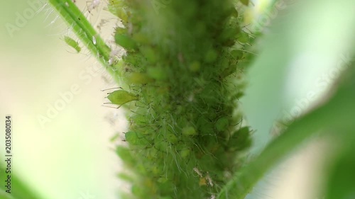 植物の茎で蠢くアブラムシ