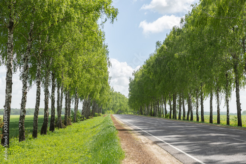 Foto An empty asphalt road stretching through a picturesque green alley of lush birch trees under a blue sky