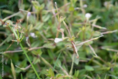 Photos Macro view of delicate white wildflower blooming on thin green stem in daylight