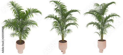 Fotografie : 3d realistic render of ravenea rivularis majesty palm tree in modern terracott