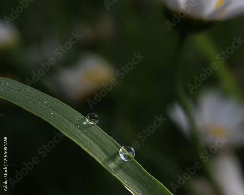 Quadro su tela Close–up leaf with morning dew in soft light