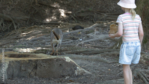 Obraz na plátně Swamp Wallaby Foraging Near Tree Stump with Young Girl Watching