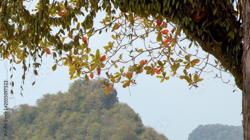 Bild auf Leinwand Tropical Sea Almond Tree Branches Framing a Distant Limestone Mountain