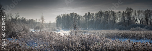 Winter panoramic landscape. Frozen river with reed banks and bare trees covered with frost. Snowy park. Panorama photo with an aspect ratio of 3:1