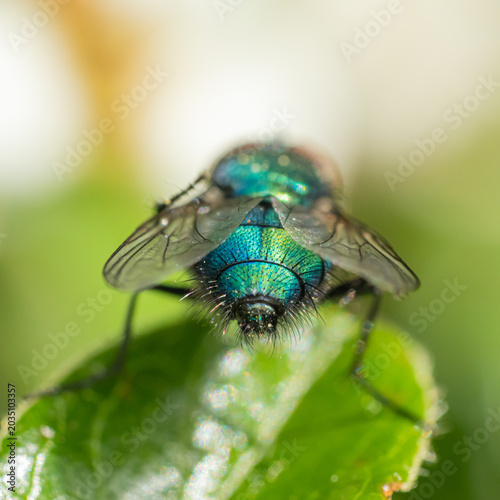 Fotografie Fly from behind