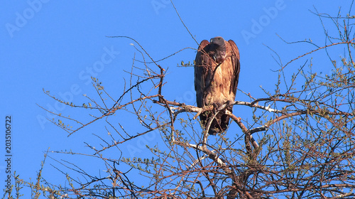 Bild auf Leinwand White-backed vulture, Gyps africanus, Accipitridae, Scavenger, Chobe National Pa