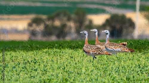 Принти на полотні Great Bustard, Otis tarda, Lagunas de Villafáfila Natural Reserve, Natura 2000,