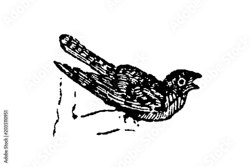 Schilderij op canvas Nightjar standing on a branch, detailed feather illustration, old vintage illustration, 1897