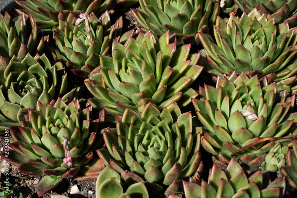 Obraz premium succulent plant Hens and Chicks or Houseleek. succulent is a species of Sempervivum Specifically, the variety with the prominent red edges is often called: Wax Agave, Lipstick Echeveria, Molded Wax Ag