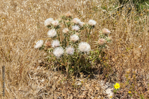 Konstfotografi Cynara cornigera Weiße Artischocke am Kap Greco Agia Napa Zypern