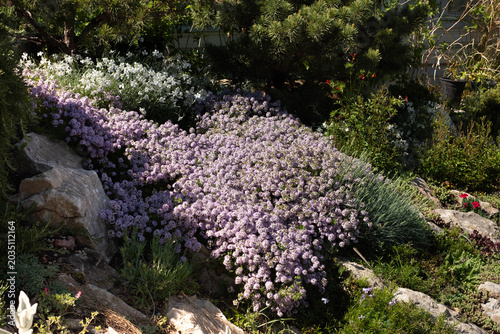 Fotografie Purple flowering wild thyme in late spring in Tbilisi