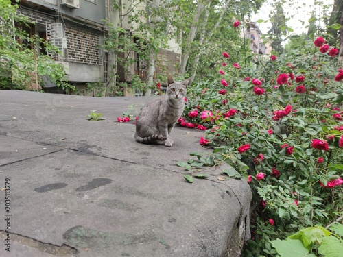 stray cat. cat on the roof. stray young kitty stands near red roses. cat and red roses
