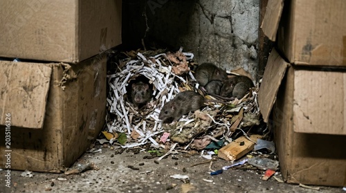 Group of rats foraging and nesting among shredded paper and discarded packaging in dirty storage alcove