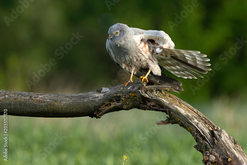 Male Montagu's harrier stretching and shaking its feathers in the first light of day on its favorite perch
