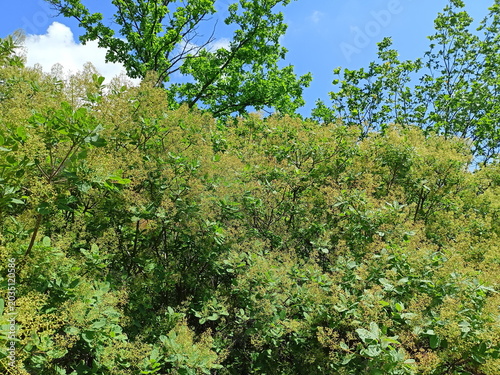 Photos The natural beauty of the flowering of the leathery scumpia that opens its fluffy inflorescences towards the warm rays of the spring sun