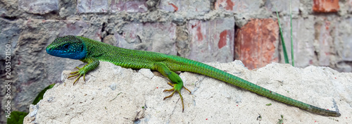 Tableau sur toile Male lizard colored during breeding season