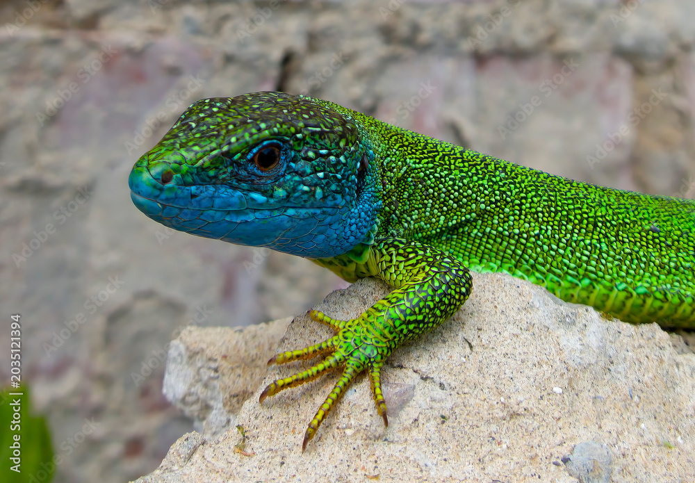 Fototapeta premium Male lizard colored during breeding season