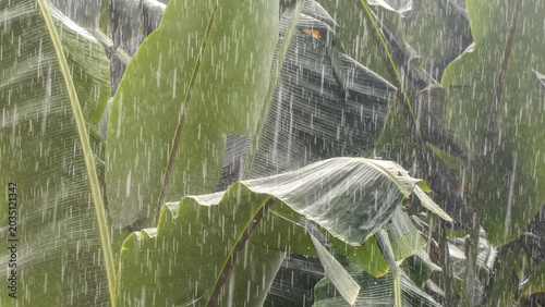Принти на полотні Heavy tropical rain pouring down on vibrant green banana leaves in a dense plantation