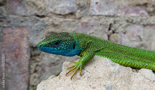 Fotografie Male lizard colored during breeding season
