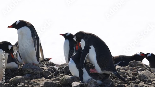 Gentoo penguins (Pygoscelis papua) copulate within a rocky Antarctic breeding colony during austral summer reproductive activity beside coastal nesting terrain, telephoto wildlife shot