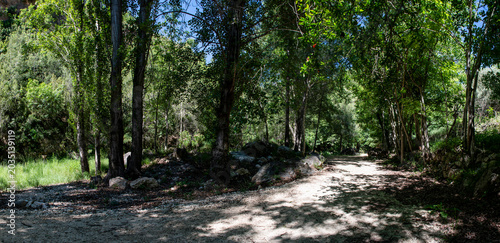Photos Camino dentro de un bosque junto a un riachuelo.