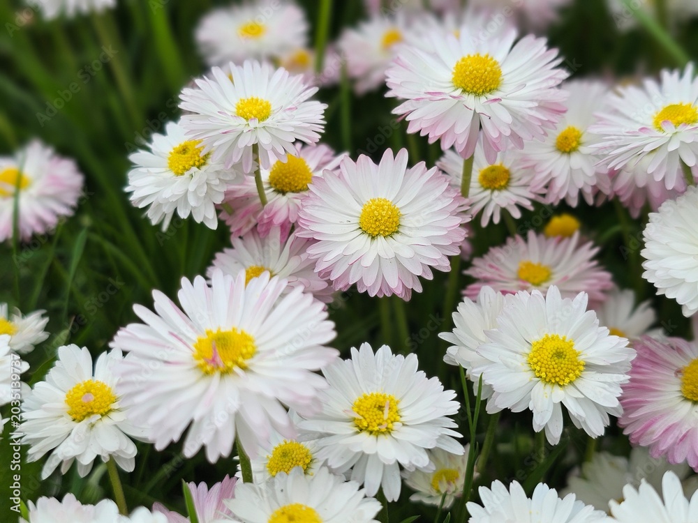 Obraz premium Daisies bloom in the garden during spring, showcasing white and pink petals