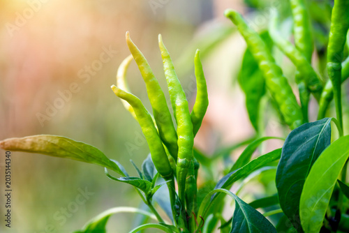 Quadro su tela bunch of green chilies on plant, chili pepper fruit on plant in organic garden a