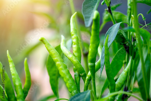 Fotografía bunch of green chilies on plant, chili pepper fruit on plant in organic garden a
