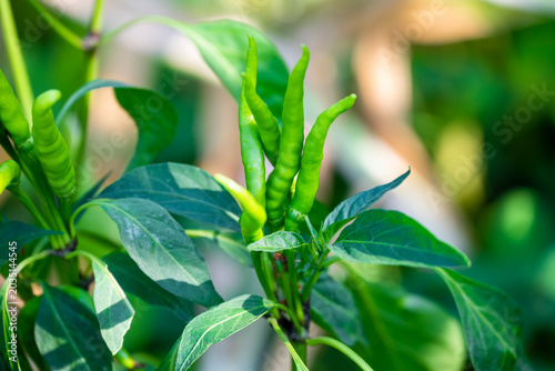 Bild auf Leinwand bunch of green chilies on plant, chili pepper fruit on plant in organic garden a