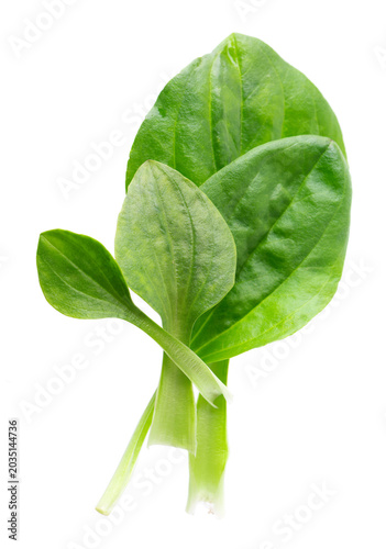 Fresh plantain leaves isolated on white background. Plantago major herb. Medicinal green leaves for traditional medicine. Clipping path. Top view.