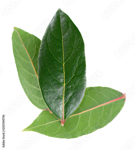 Fresh laurel leaves isolated on white background. Bay leaf herb. Clipping path. Top view.