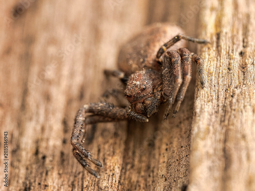 Foto Makro, Webspinne, Kraichgau, Tarnung, OM-1, 90 mm Makroobjektiv