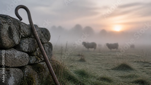 Foggy morning with a shepherd's crook by a stone wall and cows grazing in the field during sunrise