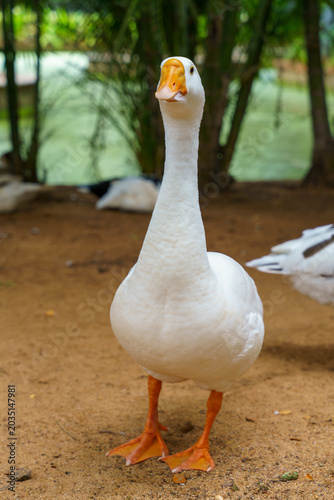 White goose stands on dirt path near water