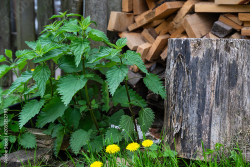 Slika na platnu A thick patch of stinging nettle grows alongside a weathered tree stump and yellow dandelions in front of a rustic pile of firewood